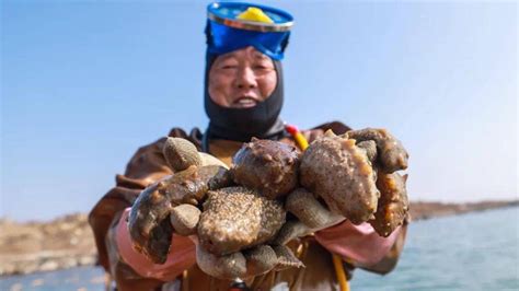 大連海蔘探秘：多元視角下的深海珍味