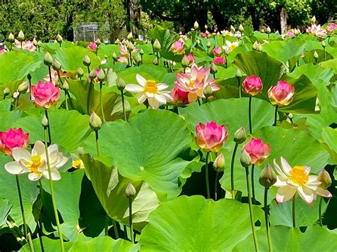 蓮花什麼季節開花